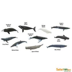 Safari Ltd 100072 Wieloryby w tubie od 3,25 do 9,5cm - 3