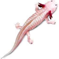 Safari Ltd 104650 Axolotl 18,5x7x4,4cm - 2